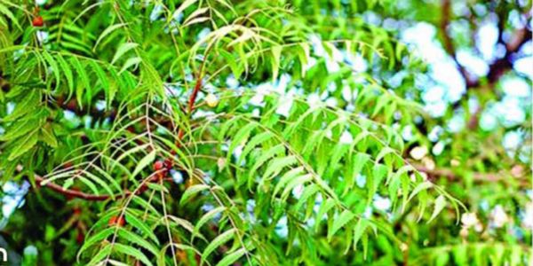 হারিয়ে যাচ্ছে ওষুধি গুণসম্পন্ন নিম গাছ